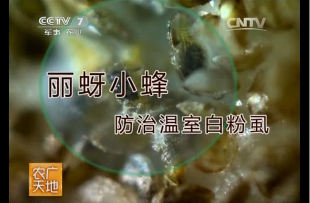 《農(nóng)廣天地》—麗蚜小蜂防治溫室白粉虱